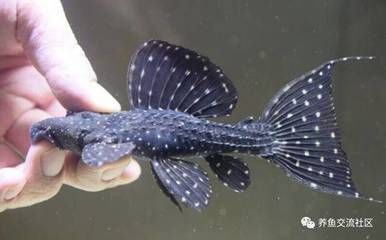 帝王血鉆繁殖技術(shù)要點(diǎn)，帝王血鉆性別鑒定 觀賞魚市場(chǎng)（混養(yǎng)魚） 第5張