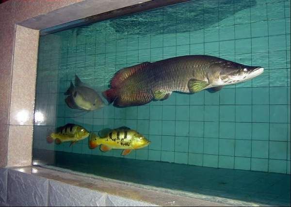 奧里諾三間魚繁殖空間標(biāo)準，奧里諾三間魚繁殖空間標(biāo)準查詢 觀賞魚市場（混養(yǎng)魚） 第2張