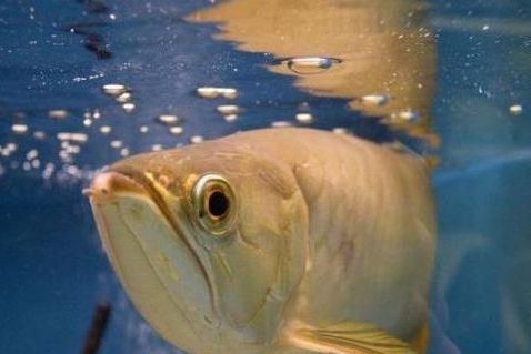 龍魚喂顆粒飼料一天喂多少克，龍魚喂顆粒飼料一天的喂食量應(yīng)根據(jù)龍魚的大小和健康狀況決定 龍魚百科 第2張