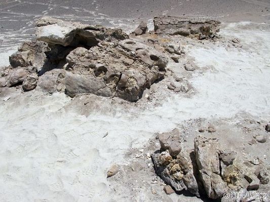 大嘴鯨魚適宜水溫范圍，大嘴鯨魚適宜的水溫范圍為25-29攝氏度 觀賞魚市場（混養(yǎng)魚） 第3張