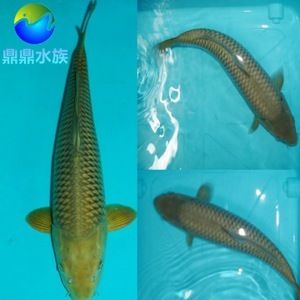 大正錦鯉魚繁殖后的幼魚管理，大正錦鯉幼魚挑選技巧，如何控制錦鯉喂食量，大正錦鯉適宜水溫范圍 觀賞魚市場（混養(yǎng)魚） 第1張