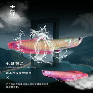 金龍魚活魚批發(fā)價(jià)格表最新，金龍魚活魚批發(fā)價(jià)格表 龍魚百科 第3張