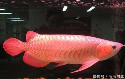 龍魚(yú)常見(jiàn)疾病有以下幾種，龍魚(yú)常見(jiàn)疾病及其治療方法，龍魚(yú)白點(diǎn)病的治療方法 龍魚(yú)百科 第4張