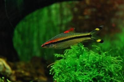 一眉道人魚苗喂食量控制技巧，一眉道人魚苗喂食技巧 觀賞魚市場（混養(yǎng)魚） 第1張