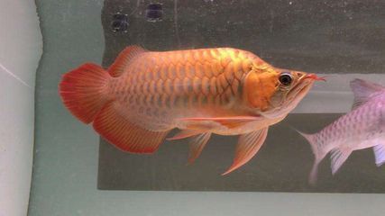 紅龍福龍魚市場價值，紅龍魚市場價格波動原因 觀賞魚市場（混養(yǎng)魚） 第3張