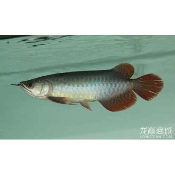 龍魚(yú)論壇天王至尊紅龍?jiān)趺礃?，天王至尊紅龍品種鑒賞指南如何挑選高品質(zhì)紅龍魚(yú) 龍魚(yú)百科 第3張