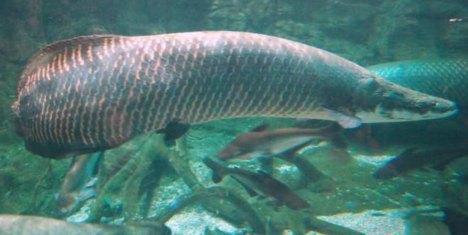 亞馬遜河魚(yú)種生態(tài)角色，亞馬遜河中的魚(yú)類 觀賞魚(yú)市場(chǎng)（混養(yǎng)魚(yú)） 第3張