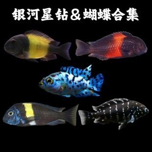 銀河星鉆魚的市場價(jià)格趨勢，銀河星鉆魚市場價(jià)格趨勢 觀賞魚市場（混養(yǎng)魚） 第3張