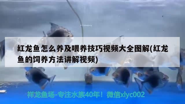 如何預防印尼小紅龍疾病，印尼小紅龍魚常見疾病及防治 觀賞魚市場（混養(yǎng)魚） 第4張