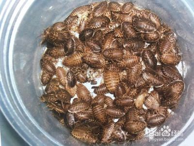 龍魚發(fā)色飼料怎么配，龍魚發(fā)色飼料的保存方法