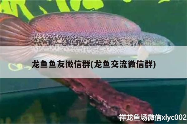 金龍魚微信群，金龍魚微信群如何加入金龍魚飼養(yǎng)技巧分享金龍魚微信群 龍魚百科 第1張