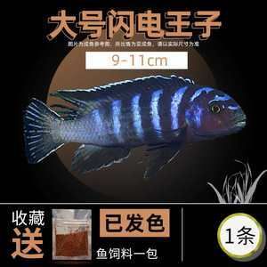 白子關(guān)刀魚飼料選擇指南，白子關(guān)刀魚飼料選擇指南,白子關(guān)刀魚營養(yǎng)均衡搭配,白子關(guān)刀魚飼料保存方法 觀賞魚市場（混養(yǎng)魚） 第2張