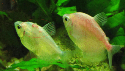 野彩魚適宜的水溫范圍，野彩魚適宜水溫范圍 觀賞魚市場（混養(yǎng)魚） 第2張