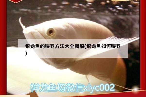 六角龍魚怎么喂食視頻教學，喂食六角龍魚時應該注意哪些事項以避免傷害到它們 水族問答