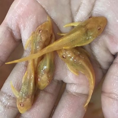 福滿鉆魚繁殖季節(jié)選擇指南，福滿鉆魚繁殖期飼料搭配方案，福滿鉆魚親魚選擇標(biāo)準(zhǔn)詳解 觀賞魚市場（混養(yǎng)魚） 第1張