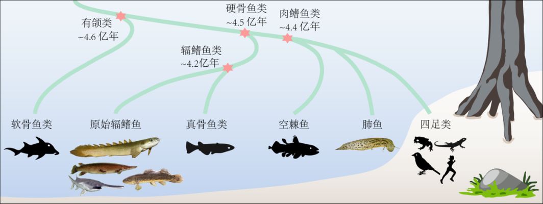 肺魚的雙重呼吸系統(tǒng)解析，肺魚的雙重呼吸系統(tǒng) 觀賞魚市場（混養(yǎng)魚） 第3張