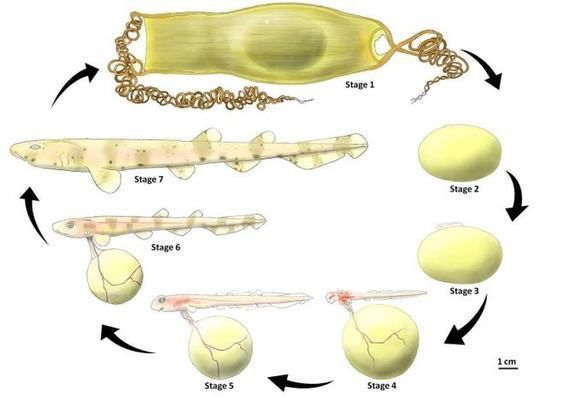 鯊魚(yú)胚胎對(duì)溫度變化的反應(yīng)，溫度變化對(duì)鯊魚(yú)胚胎的影響 觀賞魚(yú)市場(chǎng)（混養(yǎng)魚(yú)） 第4張