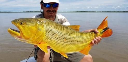 黃金河虎魚繁殖技巧，黃金河虎魚的繁殖技巧 觀賞魚市場（混養(yǎng)魚） 第2張