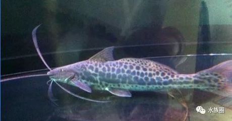 斑馬鴨嘴魚(yú)飼料配方優(yōu)化，斑馬鴨嘴魚(yú)的飼料配方優(yōu)化 觀賞魚(yú)市場(chǎng)（混養(yǎng)魚(yú)） 第4張