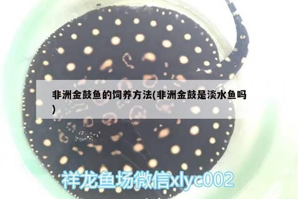 非洲金鼓魚適宜的pH值范圍，非洲金鼓魚適宜的ph值范圍為6.6至7.8至7.8 觀賞魚市場（混養(yǎng)魚） 第2張