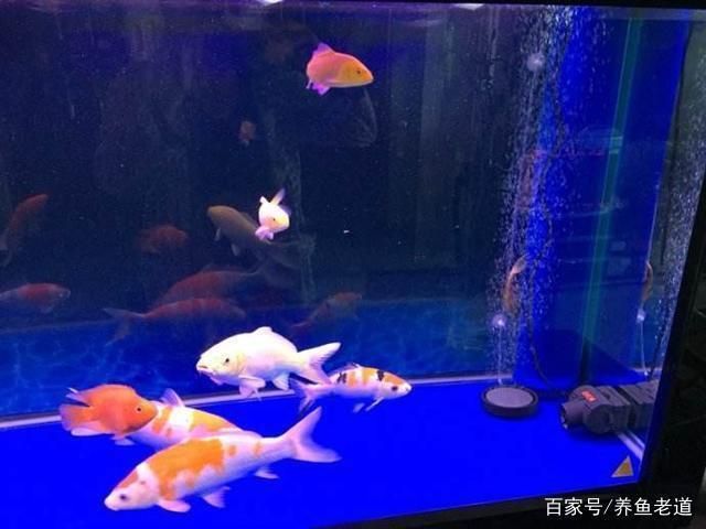 魚缸過濾系統(tǒng)的選擇與維護，魚缸水質(zhì)檢測與維護 觀賞魚市場（混養(yǎng)魚） 第5張