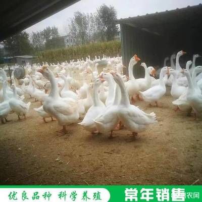 大白鯊魚苗飼料保存技巧，大白鯊魚苗飼料保存技巧探討有效方法保持飼料新鮮度與營養(yǎng)價值 觀賞魚市場（混養(yǎng)魚） 第5張