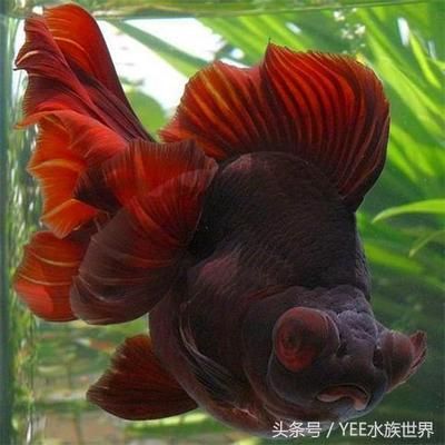 金龍魚水族箱最佳水草搭配，金龍魚水族箱最佳水草搭配應考慮光照、水質(zhì)和植物生長需求