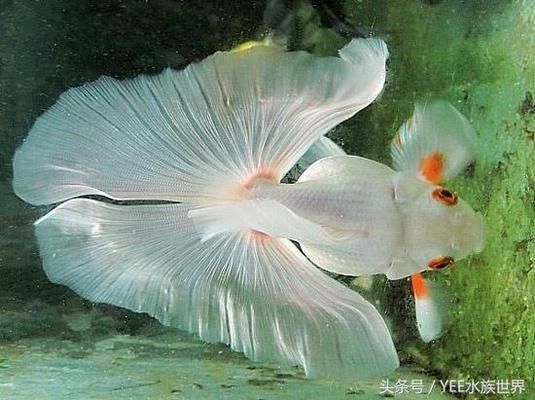 金龍魚(yú)水族箱最佳水草搭配，金龍魚(yú)水族箱最佳水草搭配應(yīng)考慮光照、水質(zhì)和植物生長(zhǎng)需求 觀賞魚(yú)市場(chǎng)（混養(yǎng)魚(yú)） 第3張