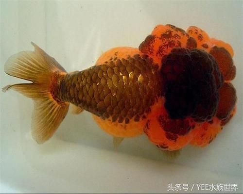 金龍魚(yú)水族箱最佳水草搭配，金龍魚(yú)水族箱最佳水草搭配應(yīng)考慮光照、水質(zhì)和植物生長(zhǎng)需求 觀賞魚(yú)市場(chǎng)（混養(yǎng)魚(yú)） 第4張