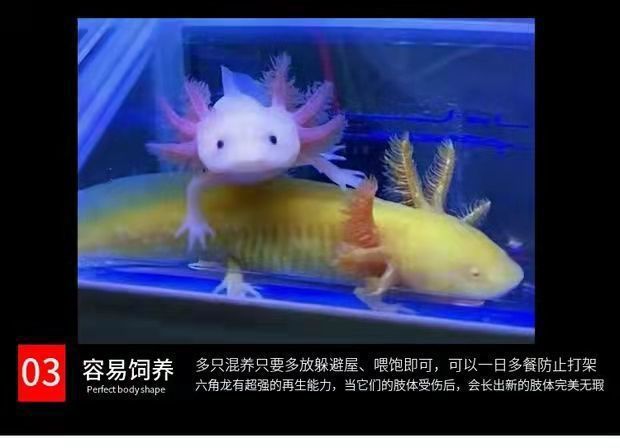 六角恐龍魚好養(yǎng)活嗎，六角恐龍魚是否好養(yǎng)活 龍魚百科 第1張