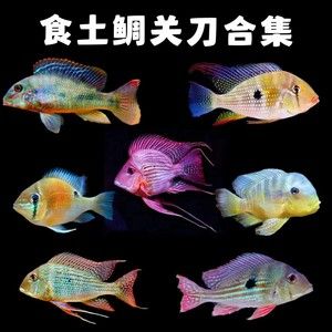 元寶鳳凰魚繁殖環(huán)境布置方法 觀賞魚市場（混養(yǎng)魚） 第4張