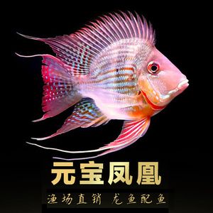 元寶鳳凰魚繁殖環(huán)境布置方法 觀賞魚市場（混養(yǎng)魚） 第5張