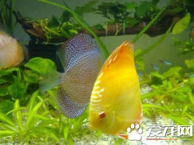 七彩神仙魚的飼養(yǎng)技巧，七彩神仙魚的飼養(yǎng)技巧， 觀賞魚市場（混養(yǎng)魚） 第2張