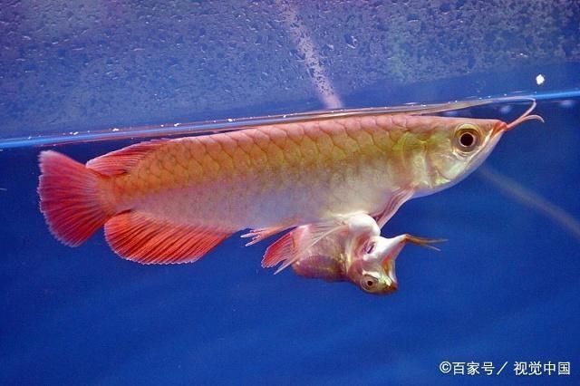 龍魚怎么養(yǎng)才會體型寬，龍魚寬體品種推薦 龍魚百科 第3張