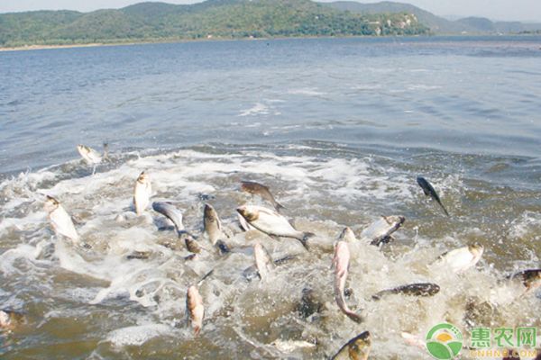 泰龐海鰱魚(yú)繁殖方式，泰龐海鰱魚(yú)的繁殖方式