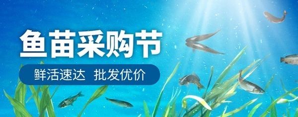 泰龐海鰱魚繁殖方式，泰龐海鰱魚的繁殖方式 觀賞魚市場(chǎng)（混養(yǎng)魚） 第5張