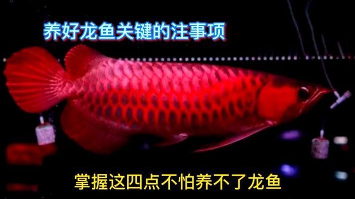 龍魚好不好養(yǎng)活一點(diǎn)，龍魚的飼養(yǎng)方法 龍魚百科 第5張