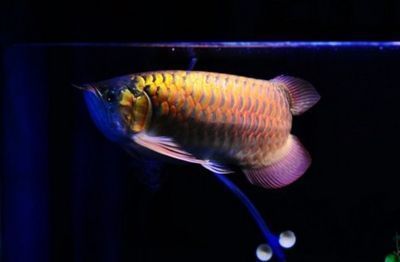 青龍魚百度百科，青龍魚在新加坡又叫綠龍魚（greenarowana） 龍魚百科 第4張