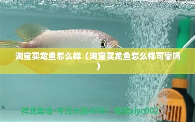 龍魚(yú)交易平臺(tái)怎么樣可靠嗎，水族論壇龍魚(yú)交易平臺(tái)信譽(yù)評(píng)價(jià)查詢龍魚(yú)運(yùn)輸安全注意事項(xiàng)