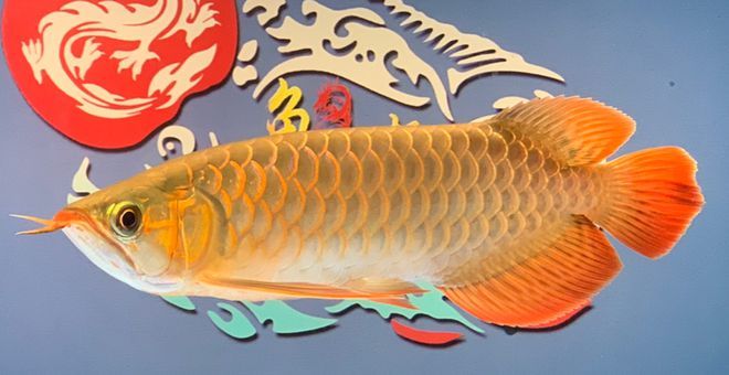 禁止進(jìn)出口龍魚，龍魚國際貿(mào)易最新規(guī)定