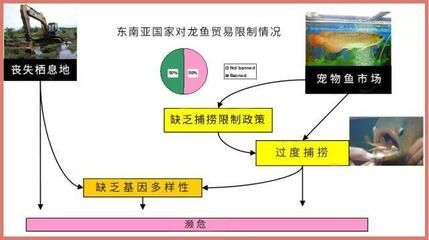 禁止進(jìn)出口龍魚(yú)，龍魚(yú)國(guó)際貿(mào)易最新規(guī)定 龍魚(yú)百科 第5張