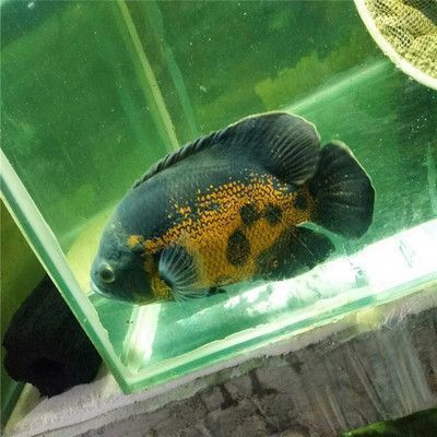 繁殖后元寶鳳凰魚(yú)飼料選擇，繁殖后的元寶鳳凰魚(yú)飼料選擇上需要注意的技巧 元寶鳳凰魚(yú)百科 第2張