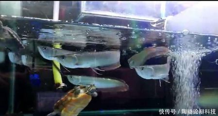 六角恐龍魚適合在家養(yǎng)嗎，六角恐龍魚適合在家養(yǎng)嗎六角恐龍魚適合在家養(yǎng)嗎 水族問答 第2張