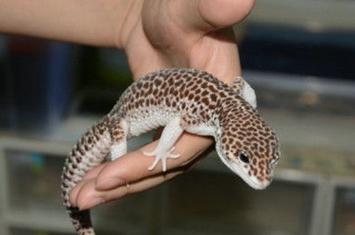 豹紋夫魚(yú)繁殖期飼料選擇，豹紋夫魚(yú)繁殖期飼料品牌推薦豹紋夫魚(yú)繁殖期飼料保存指南 觀賞魚(yú)市場(chǎng)（混養(yǎng)魚(yú)） 第1張