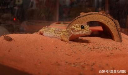 豹紋夫魚(yú)繁殖期飼料選擇，豹紋夫魚(yú)繁殖期飼料品牌推薦豹紋夫魚(yú)繁殖期飼料保存指南 觀賞魚(yú)市場(chǎng)（混養(yǎng)魚(yú)） 第5張