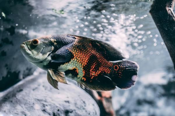 銀河星鉆魚繁殖飼料搭配，銀河星鉆魚的繁殖飼料搭配