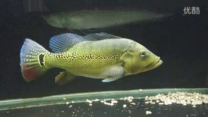 申古三間魚飼料選擇指南，申古三間魚飼料品牌推薦申古三間魚飼料營養(yǎng)成分表