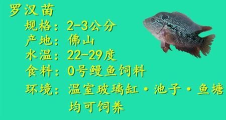 巴西亞魚苗飼料選擇指南，巴西亞魚苗生長階段飼料轉(zhuǎn)換,如何自制巴西亞魚苗飼料？ 觀賞魚市場（混養(yǎng)魚） 第2張