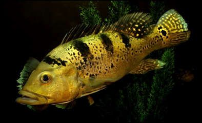 巴西亞魚苗飼料選擇指南，巴西亞魚苗生長階段飼料轉(zhuǎn)換,如何自制巴西亞魚苗飼料？ 觀賞魚市場（混養(yǎng)魚） 第3張