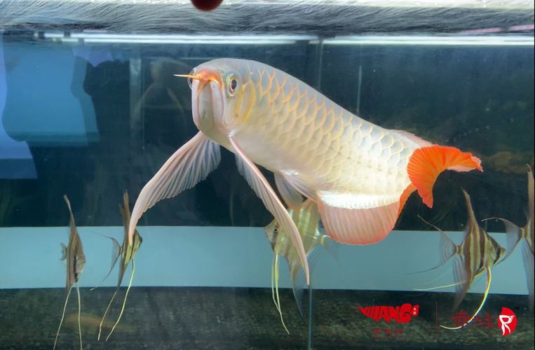 龍魚下掛是什么意思，水族箱布置指南水族箱布置指南水族箱布置指南 龍魚百科 第5張